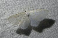 Asthena albulata