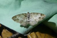 Paradarisa consonaria