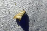 Falcaria lacertinaria