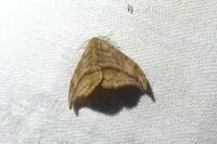 Falcaria lacertinaria