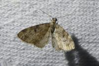 Eupithecia tantillaria