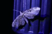 Eupithecia tantillaria