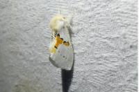 Leucodonta bicoloria