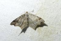 Macaria alternata