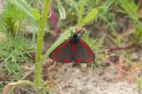 Tyria jacobaeae