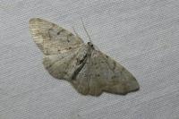 Aethalura punctulata