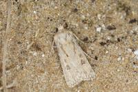 Agrotis ripae