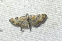 Eupithecia pulchellata