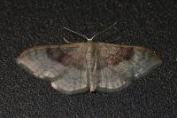 Idaea degeneraria