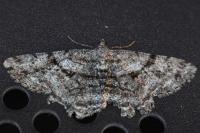 Peribatodes rhomboidaria rhomboidaria