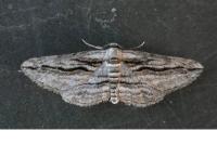 Ecleora solieraria