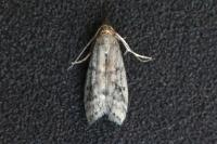 Ephestia elutella