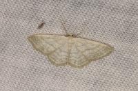 Idaea subsericeata