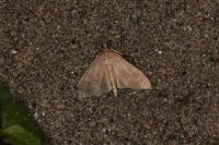 Mecyna asinalis