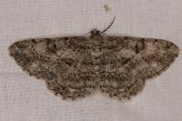 Peribatodes rhomboidaria rhomboidaria