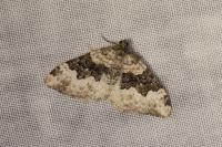 Epirrhoe galiata