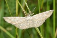 Scopula immorata