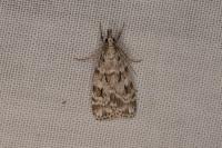 Scoparia pyralella/ingratella