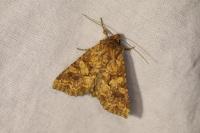 Conisania luteago olbiena