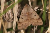 Minucia lunaris