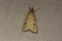 Udea numeralis