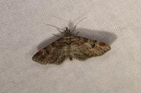 Gymnoscelis rufifasciata