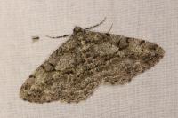 Peribatodes rhomboidaria rhomboidaria