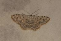 Scopula submutata roseonitens
