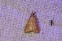 Udea ferrugalis