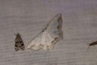 Scopula ornata