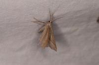Scotopteryx luridata/mucronata