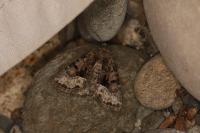 Oligia