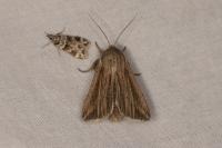 Mythimna riparia