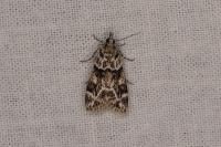 Eudonia