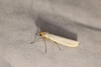 Eilema caniola