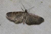 Eupithecia selinata