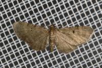 Eupithecia selinata