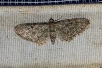Eupithecia virgaureata