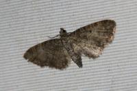 Eupithecia subfuscata