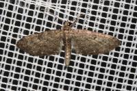 Eupithecia subfuscata