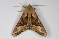 Phlogophora meticulosa