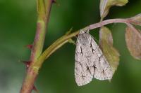 Acronicta psi/tridens