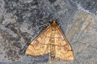 Anania verbascalis