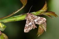 Eutelia adulatrix