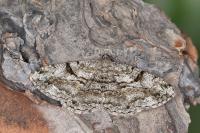 Peribatodes rhomboidaria rhomboidaria