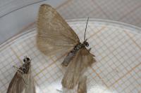 Minoa murinata