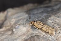 Homoeosoma sinuella