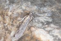 Epischnia illotella