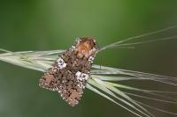 Hadena albimacula