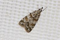 Scoparia pyralella